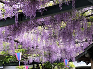 国領神社　千年の藤